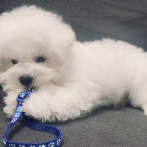 Adorable Bichon Frise Girl Looking for a Home in Manhattan, New Yor...