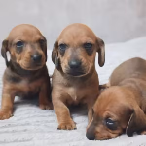 Dachshund Puppies for Sale in Phoenix, Arizona (AZ)