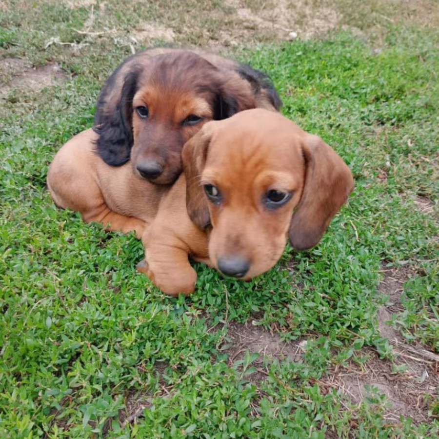 Two Miniature Dachshunds Looking for a Home in Detroit, Michigan (MI)