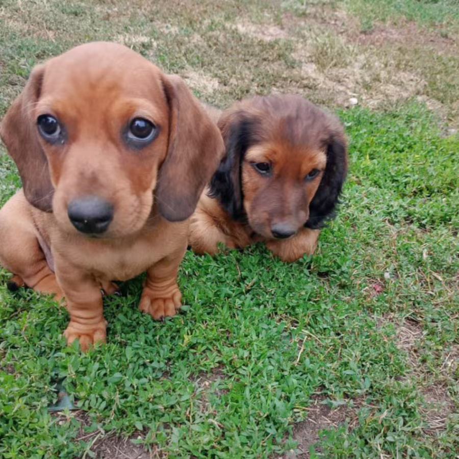 Two Miniature Dachshunds Looking for a Home in Detroit, Michigan (MI)