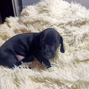 Short-Haired Dachshund Puppy Looking for a Home in Seattle, Washing...