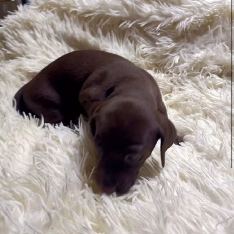Short-Haired Dachshund Puppy Looking for a Home in Seattle, Washing...