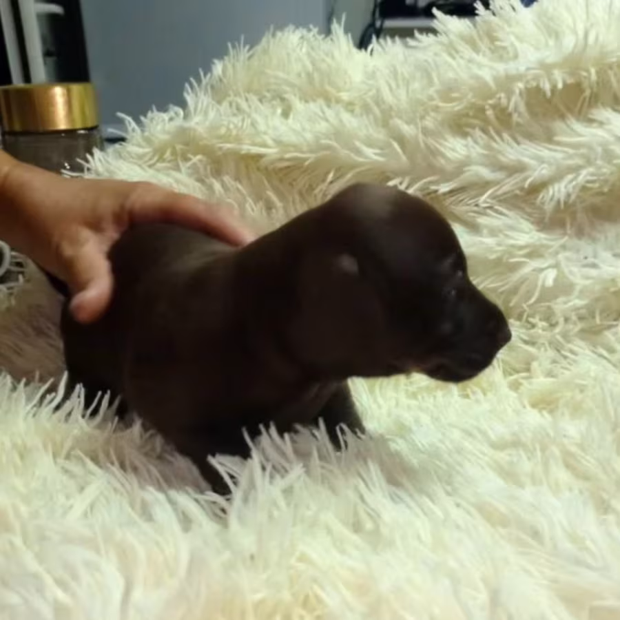 Short-Haired Dachshund Puppy Looking for a Home in Seattle, Washing...
