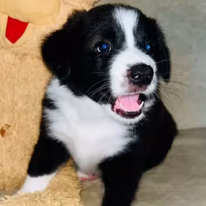 Collie Puppies for Sale in Texas (TX)