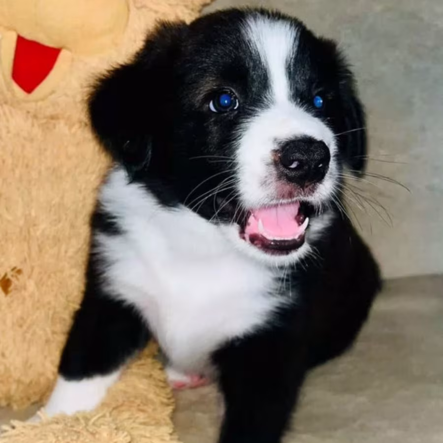 Collie Puppies for Sale in Texas (TX)