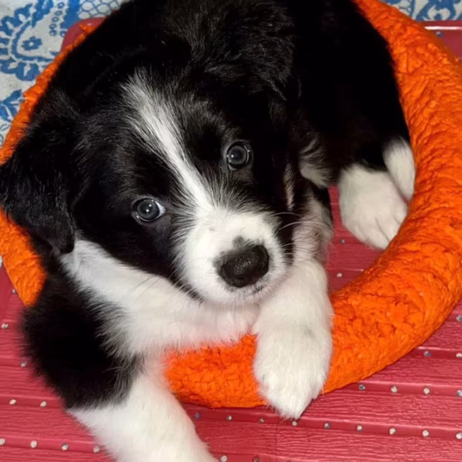 Collie Puppies for Sale in Texas (TX)