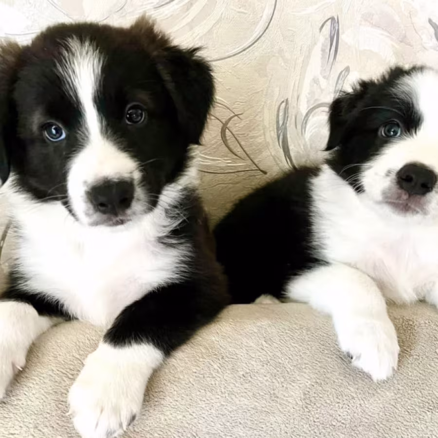 Collie Puppies for Sale in Texas (TX)
