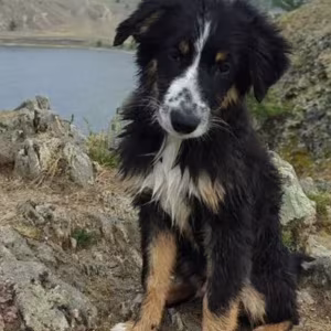 Two Border Collie Puppies for Sale in Houston, Texas (TX)