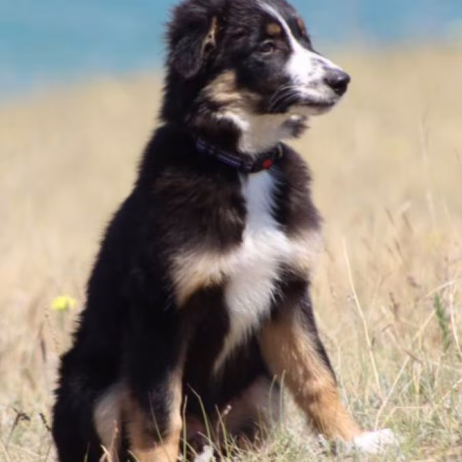 Two Border Collie Puppies for Sale in Houston, Texas (TX)
