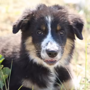 Two Border Collie Puppies for Sale in Houston, Texas (TX)