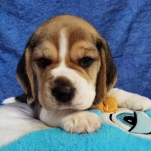 Beagle Puppies for Sale in Illinois (IL)