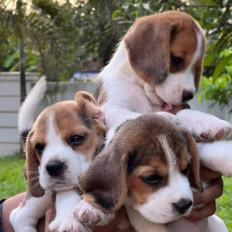 Beagle Boy and Girl for Sale in Lawrence, Kansas (KS)