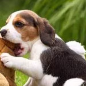 Beagle Boy and Girl for Sale in Lawrence, Kansas (KS)