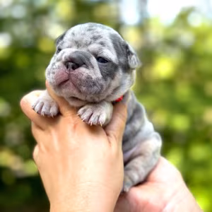 Female Blue Merle