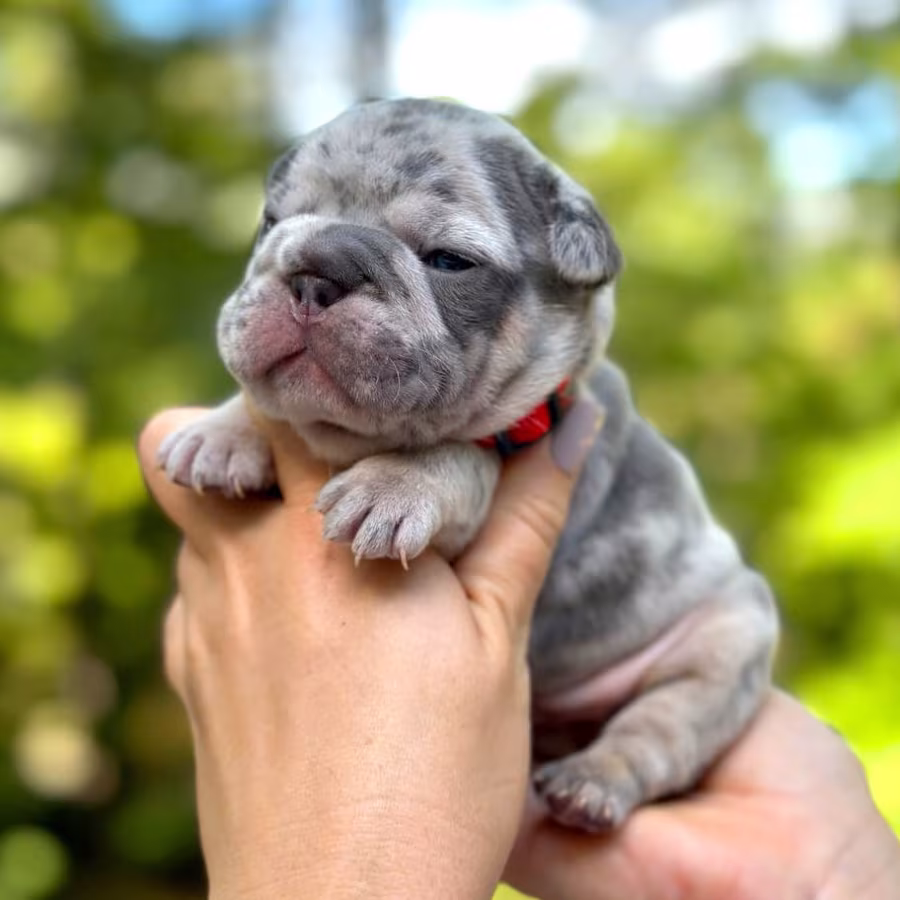Female Blue Merle