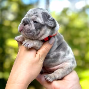 Female Blue Merle