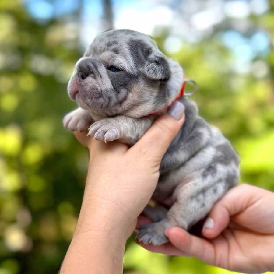Female Blue Merle