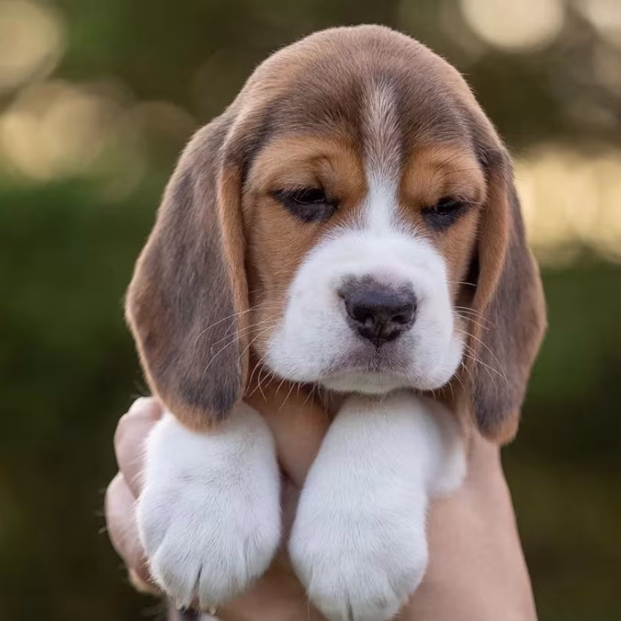Beagle Boy Looking for a Home in Philadelphia, Pennsylvania (PA)