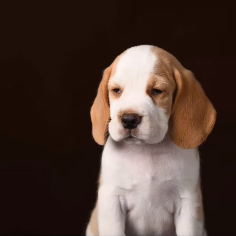 Beagle Boy Looking for a Home in Philadelphia, Pennsylvania (PA)