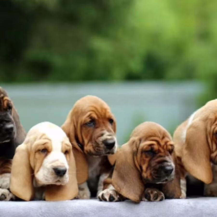 Basset Hound Puppies for Sale in Texas (TX)