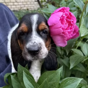 Basset Hound Puppies for Sale in the Bronx, New York (NY)