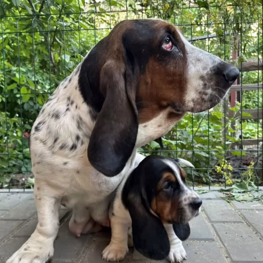Basset Hound Puppies for Sale in the Bronx, New York (NY)