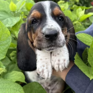 Basset Hound Puppies for Sale in the Bronx, New York (NY)