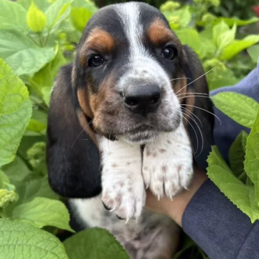 Basset Hound Puppies for Sale in the Bronx, New York (NY)