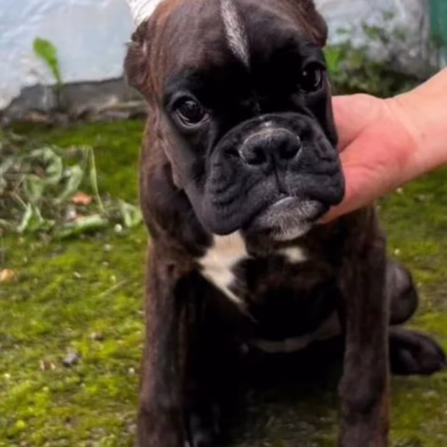 Boxer Puppies for Sale in New York (NY)