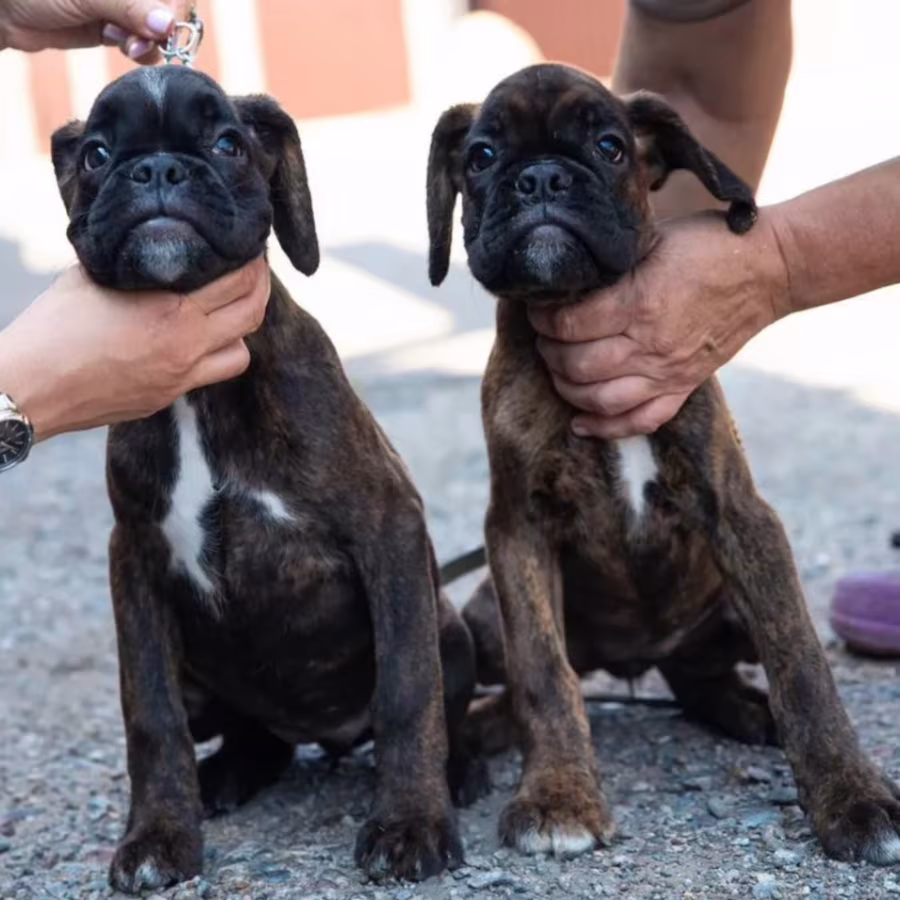 Boxer Puppies for Sale in New York (NY)