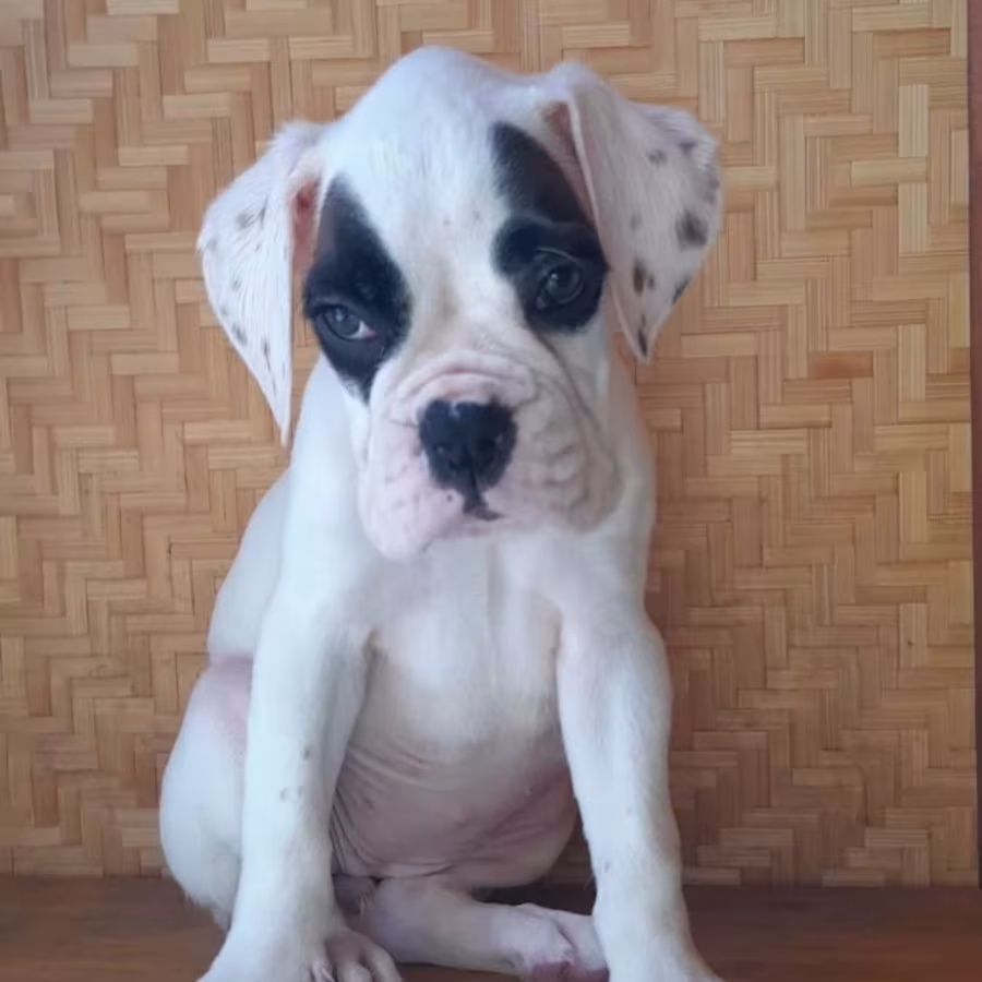 12-Week-Old Boxer Puppy Looking for a Home in the Bronx, New York (NY)