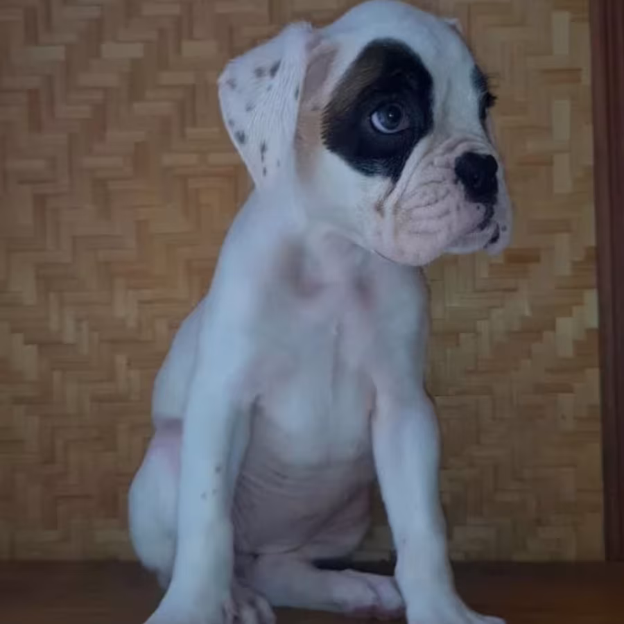 12-Week-Old Boxer Puppy Looking for a Home in the Bronx, New York (NY)