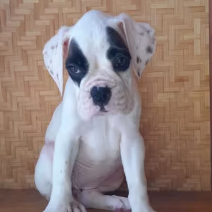 Female Boxer Puppies Looking for Loving Homes in Phoenix, Arizona (AZ)