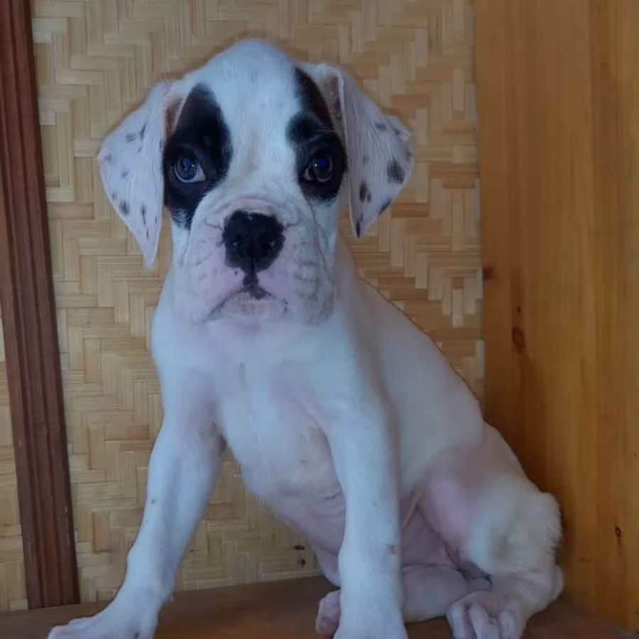 Female Boxer Puppies Looking for Loving Homes in Phoenix, Arizona (AZ)