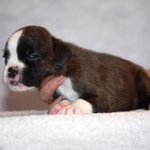 Boxer puppies, 5 weeks old, Dallas (Texas)