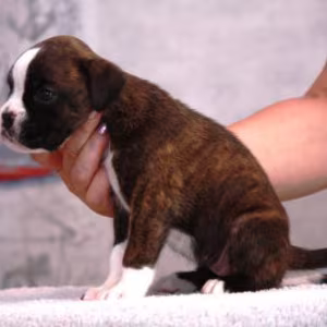 Boxer puppies, 5 weeks old, Dallas (Texas)