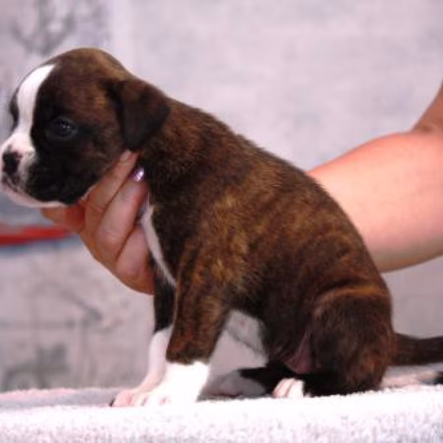 Boxer puppies, 5 weeks old, Dallas (Texas)