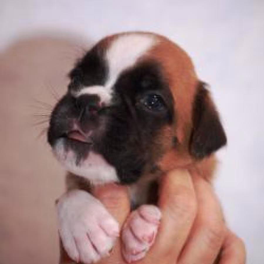 Boxer puppies, 5 weeks old, Dallas (Texas)