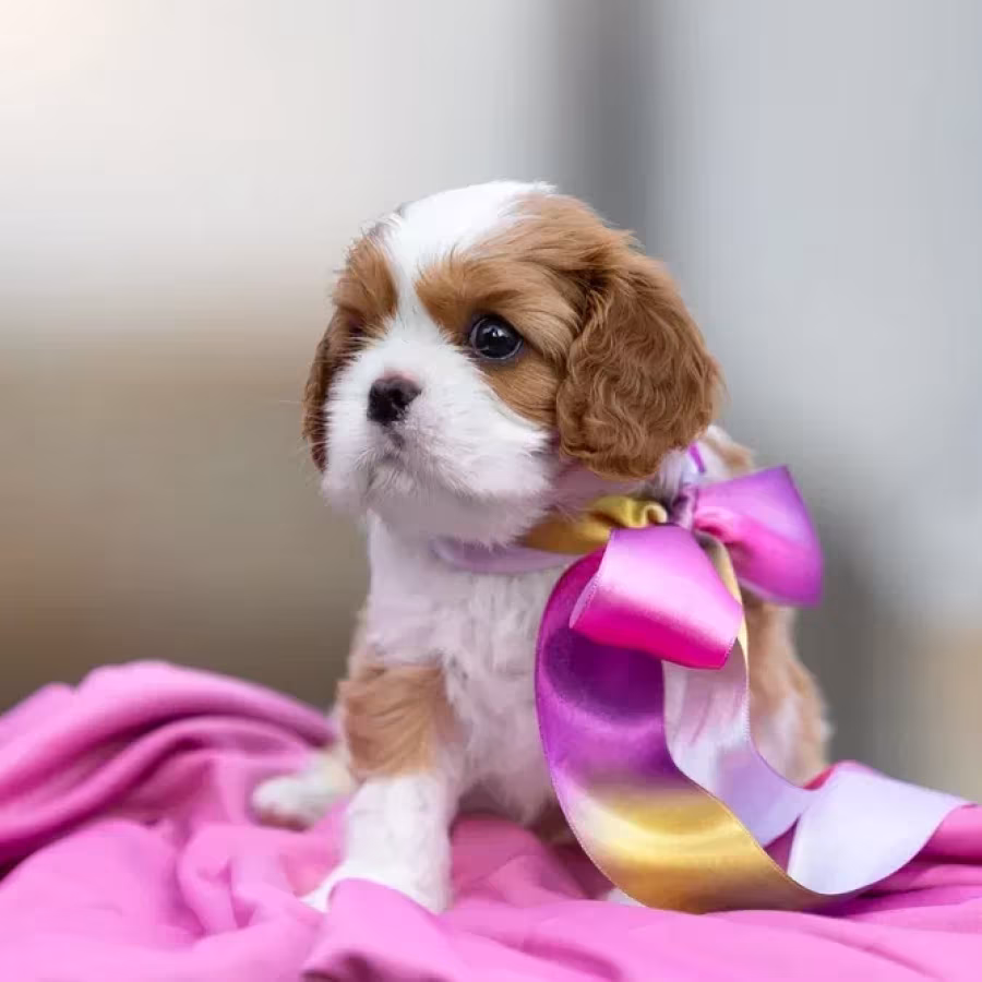 Cavalier King Charles Spaniel puppies, 7 weeks old, Pompano Beach (...
