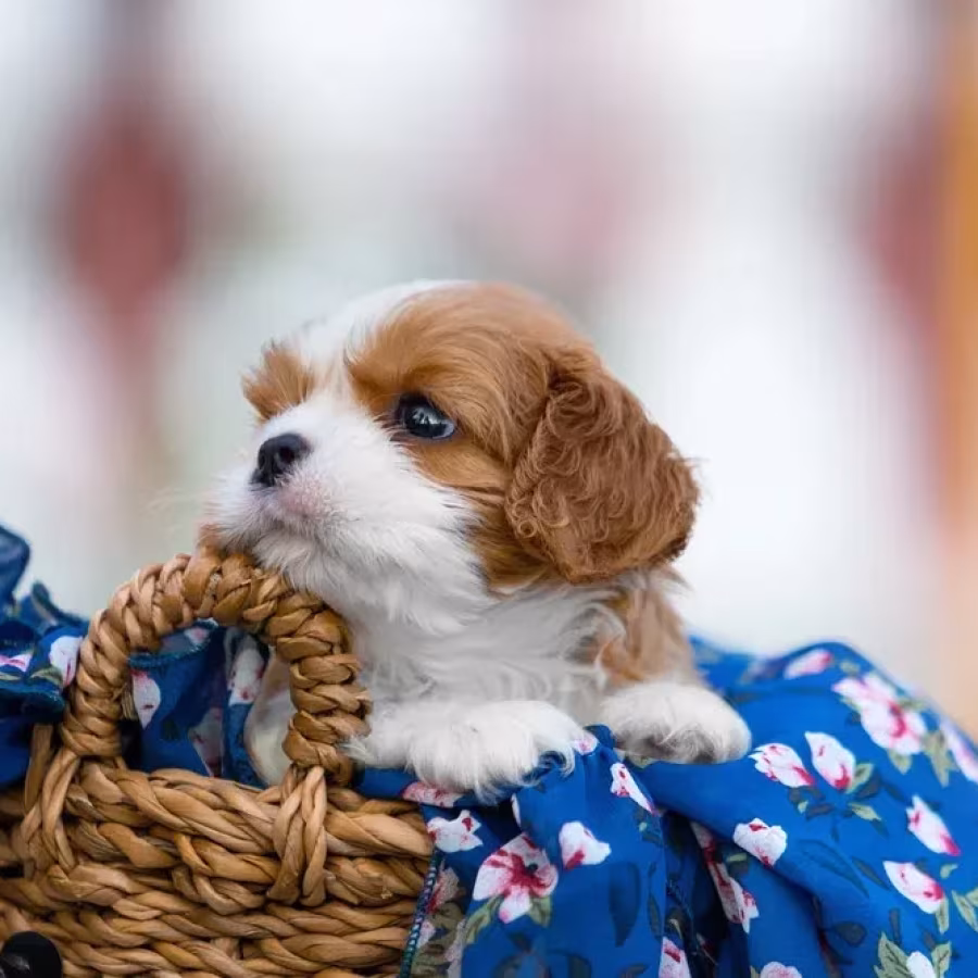 Cavalier King Charles Spaniel puppies, 7 weeks old, Pompano Beach (...