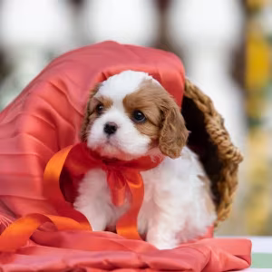 Cavalier King Charles Spaniel puppies, 7 weeks old, Pompano Beach (...