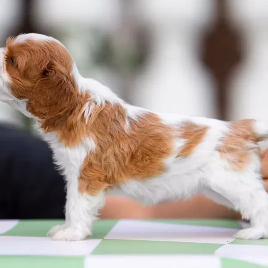 Cavalier King Charles Spaniel puppies, 7 weeks old, Pompano Beach (...