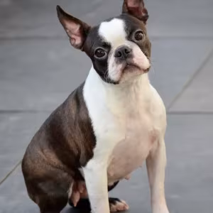 Boston Terrier puppies, Mendota (Illinois)
