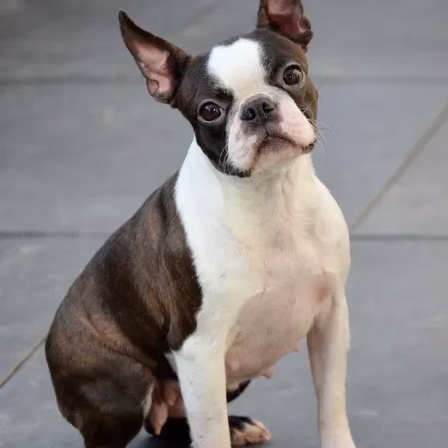 Boston Terrier puppies, Mendota (Illinois)