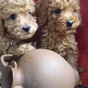 Toy Poodle puppies, 5 weeks old, Florence (Alabama)