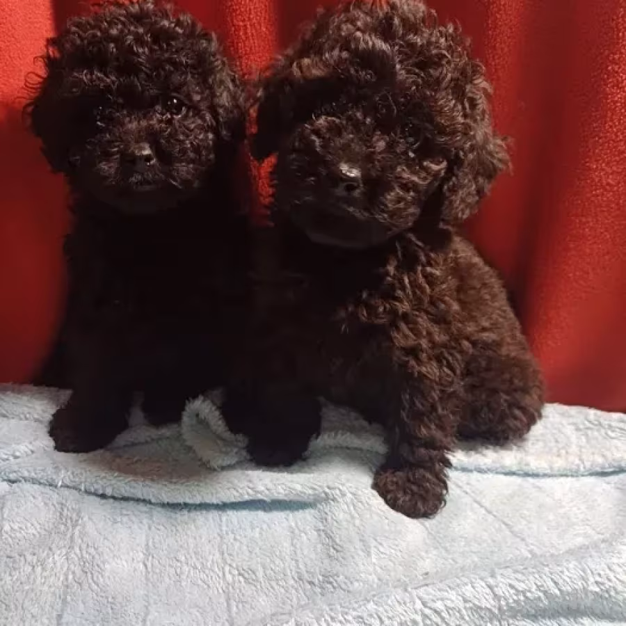 Toy Poodle puppies, 5 weeks old, Florence (Alabama)