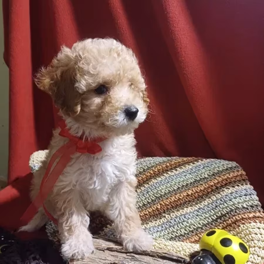 Toy Poodle puppies, 5 weeks old, Florence (Alabama)