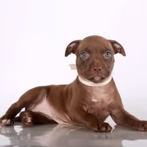 American Pit Bull Terrier puppies, 9 weeks old, San Diego (California)