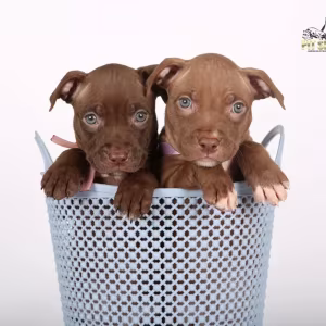 American Pit Bull Terrier puppies, 9 weeks old, San Diego (California)