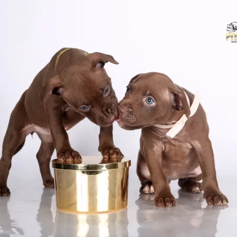 American Pit Bull Terrier puppies, 9 weeks old, San Diego (California)